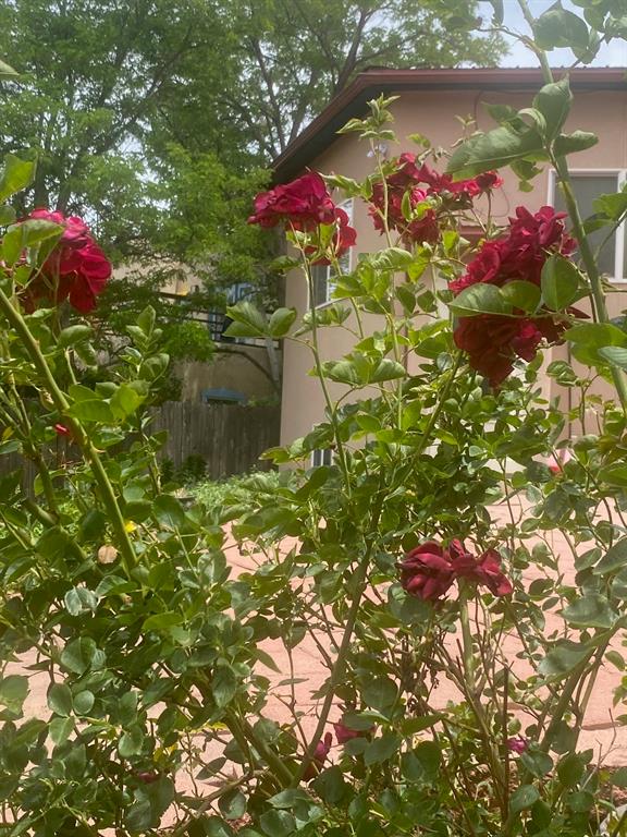 Back yard roses