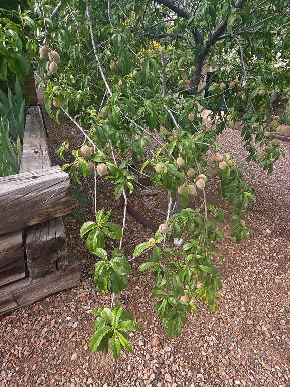 Peach tree